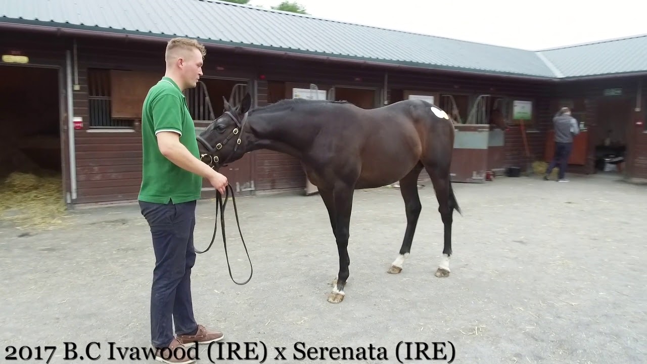 Goffs Premier Yearling SaleIVAWOOD colt (R Hannon)