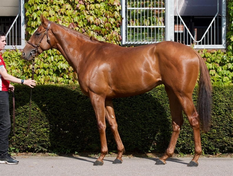 Shabu Shabu | Middleham Park Racing